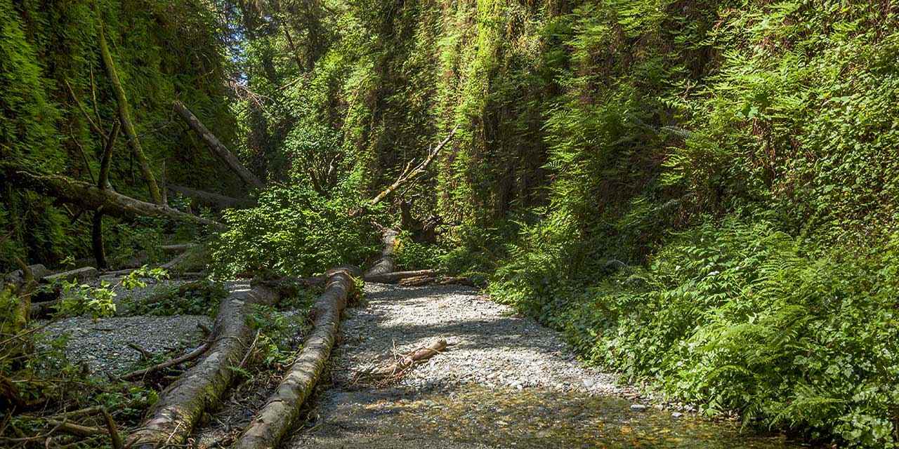 Incredible Experiences in Redwood National & State Parks