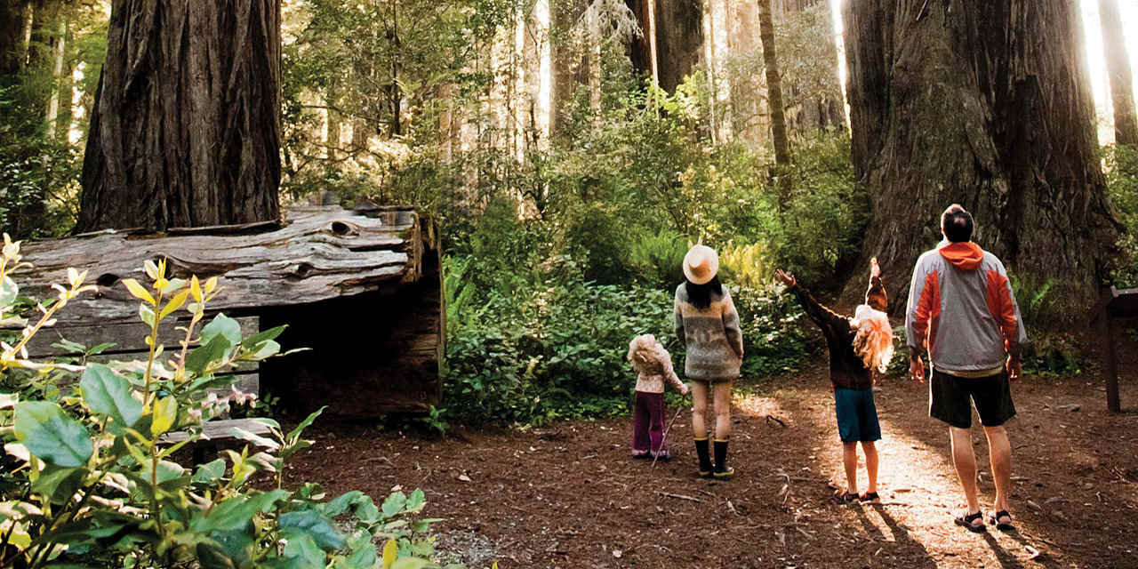 Incredible Experiences in Redwood National & State Parks