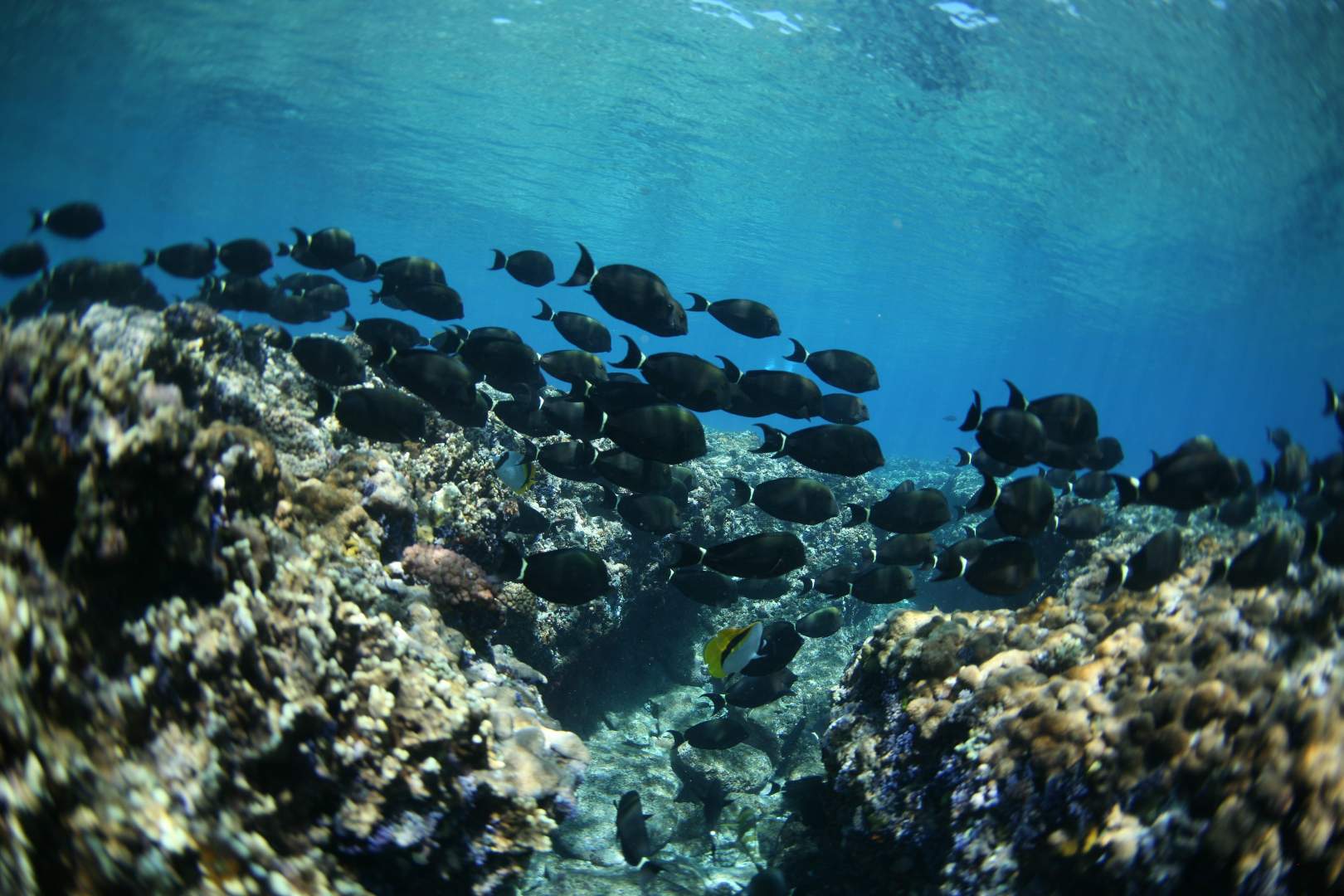 Eco-Tourism in Fiji - the Mamanuca Islands