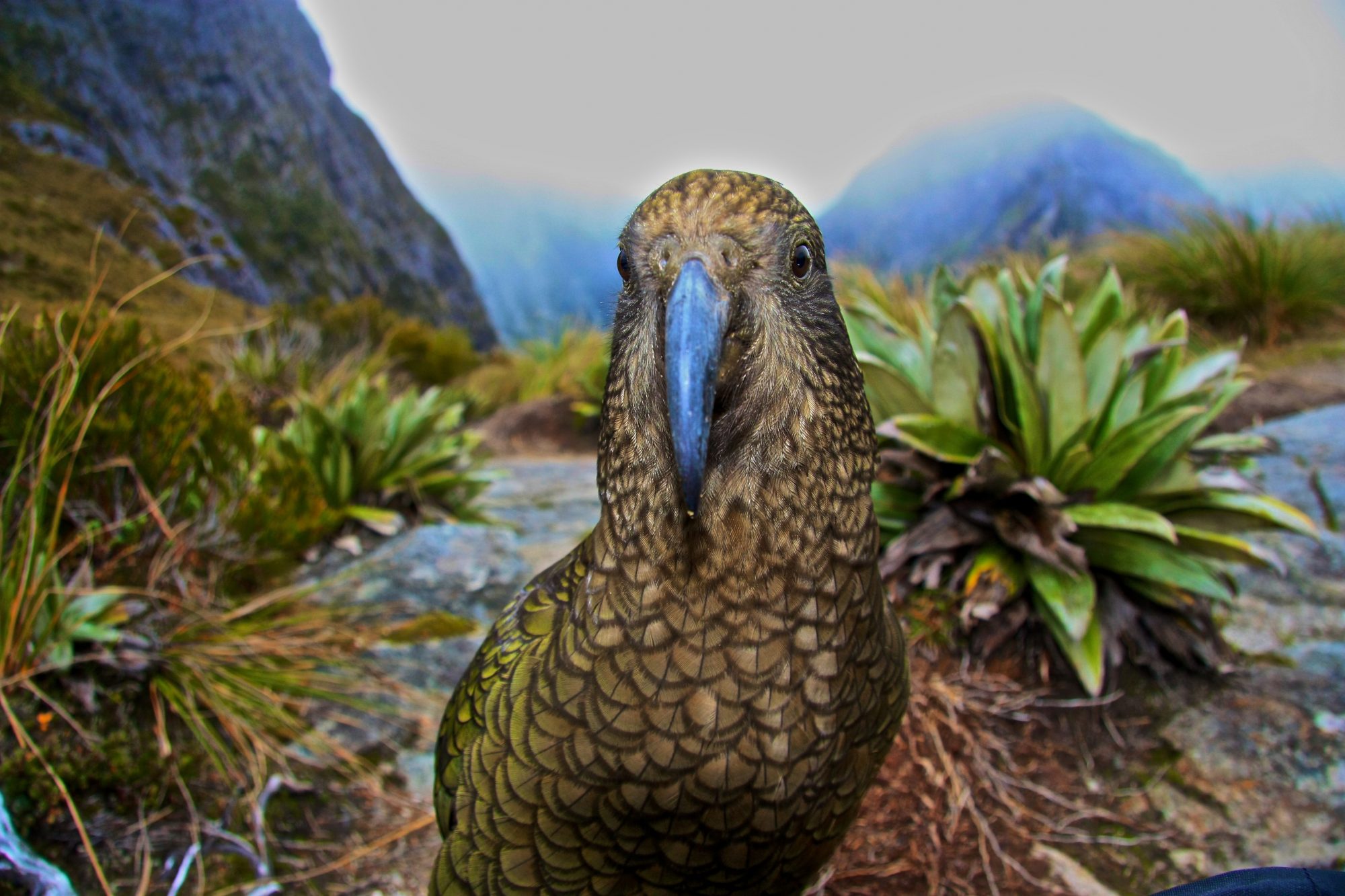 Credits - Tourism New Zealand, T. Holden